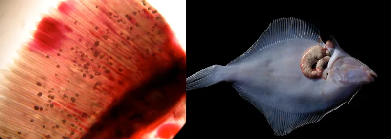 Close up image of red fish gills with small black spots on left and an image of a preserved white fish with a large intestine.