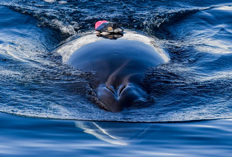 a whale at the surface with an orange suction tag