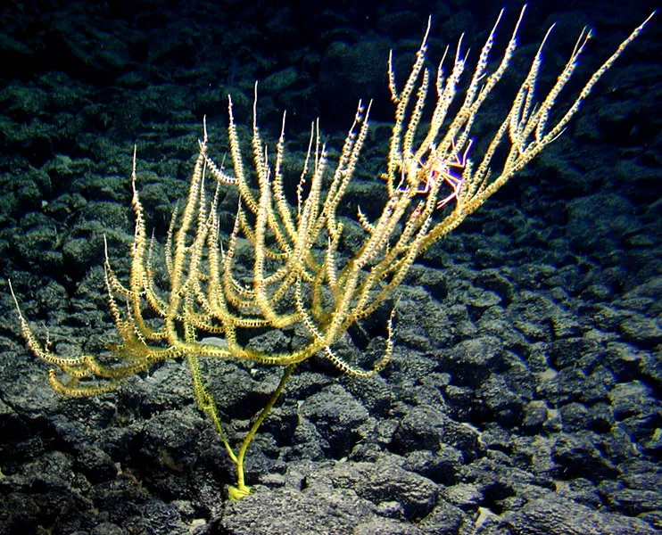 Scientists discovered this 1.5-m (5-ft) tall yellow bamboo coral in 2007 off the coast of Hawaii in 1,459 m (4,787 ft) of water. 