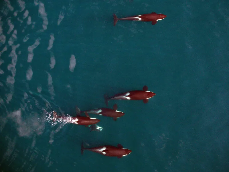 A Pod of Whales A pod of killer whales from above.