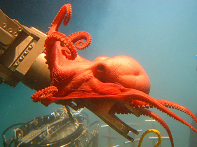 A deep-sea octopod wraps itself around a submersible’s robotic arm in the Gulf of Mexico.