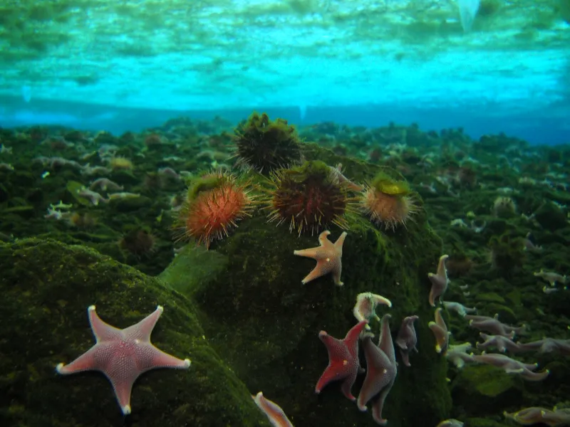 The sea star Odontaster validus and sea urchin Sterechinus neumayeri are often found living in association with one another along the Antarctic coastline, here during the Census of Marine Life.