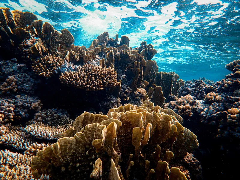 corals in shallow water with sunlight streaming through the surface