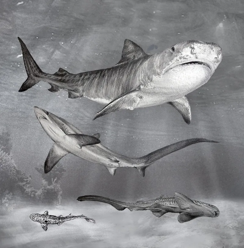 Shark tail fins A large tiger shark swims above a thresher shark, epaulette shark, and zebra shark in the open ocean