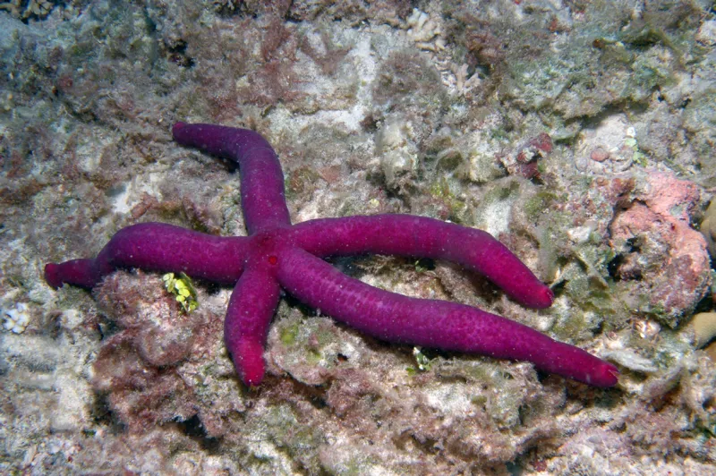 This bright purple sea star is a new species found by the Census of Coral Reef Ecosystems, a project of the Census of Marine Life.
