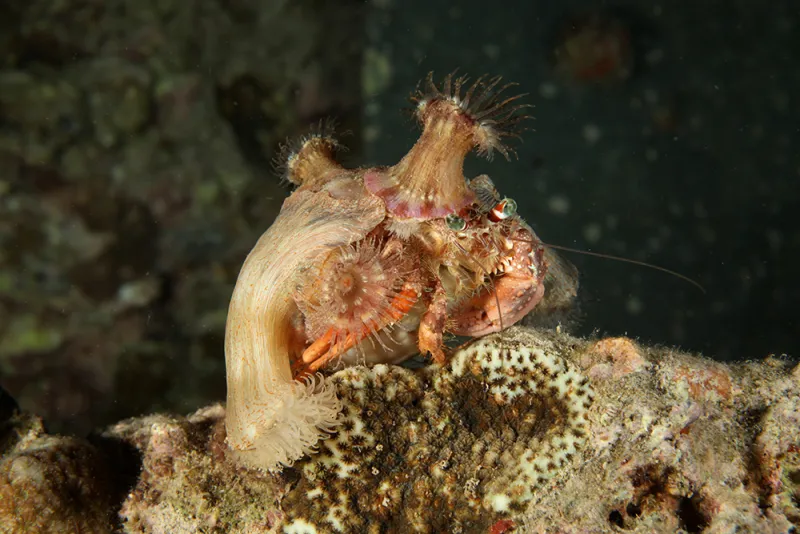 Crabs in the wild decorate with the things around them, like these anemones.