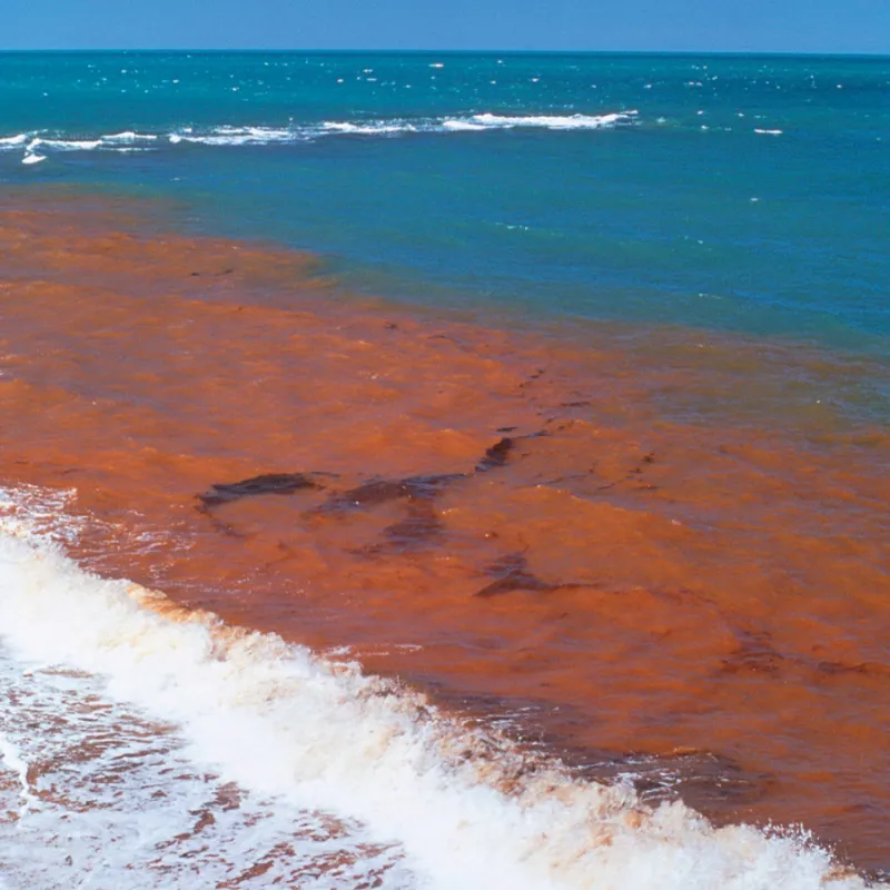 An algal bloom, also known as a red tide, has converted the ocean's surf to a red color
