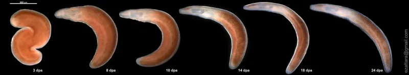 The ribbon worm seen here, Ramphogordius sanguineus, is known to regenerate after losing a part of its body.