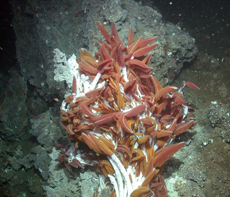 Riftia tubeworm (Riftia pachyptila) colonies near hot spring.