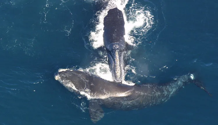 Photograph from above of two right whales, one touching the tip of its mouth to the back of the other..
