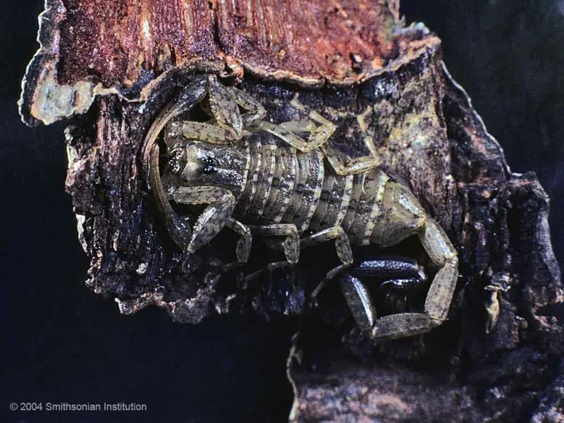 A scorpian in a mangrove ecosystem. 