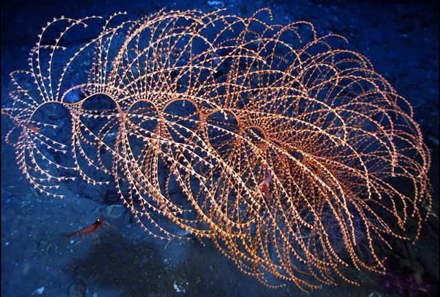 The pink strands of this coral harbor a variety of organisms. Sea whips are gorgonian corals, with flexible skeletons.
