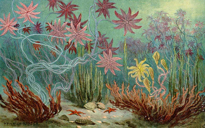 sea lilies
