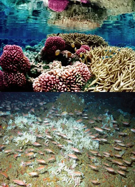 Unlike the shallow tropical coral reef at left, the deep-sea Oculina reef at right does not require sunlight.