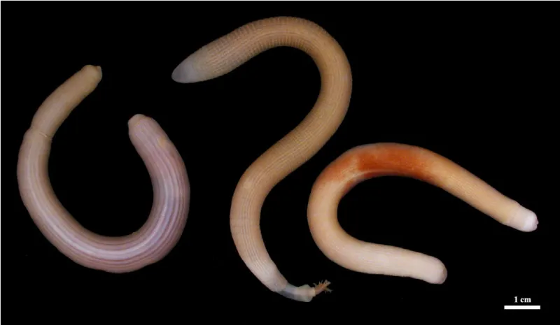 3 wormy creatures