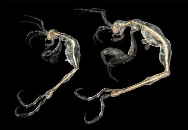 A side-view of two skeleton shrimp.