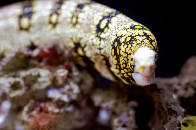 The white, black and yellow patterns of this eel look like snowflakes.