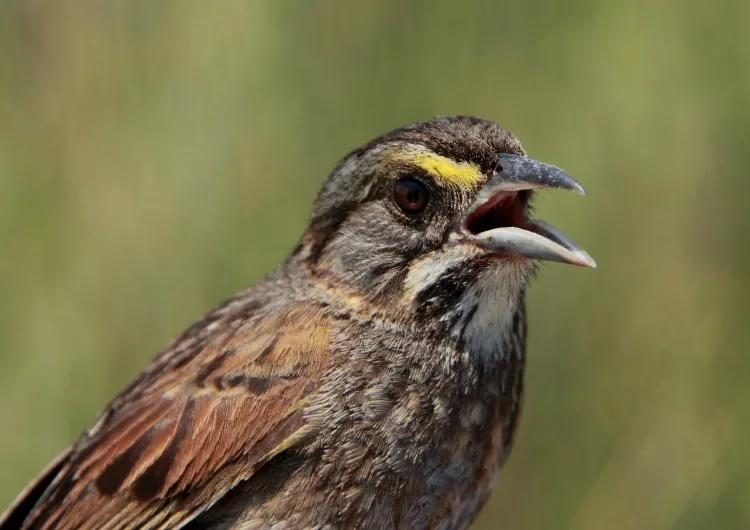 Sparrows Send a Message: Seabirds, like the often-photographed pelican, can be hurt when oil soaks their feathers during an oil spill. But what about birds that live on land? A group of GoMRI researchers are studying seaside sparrows, birds that live in ma