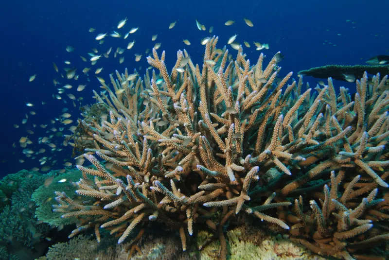 The staghorn coral is listed as Threatened under the U.S. Endangered Species Act. It is one of 22 coral species listed.