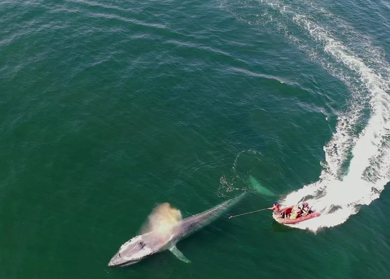 an aerial view of an orange zodiac boat moving alongside a blue whale