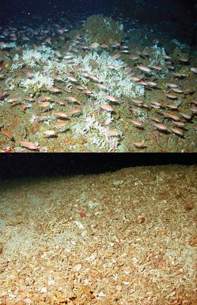 A comparison of an undisturbed Oculina coral reef and one that has been devastated by trawling.