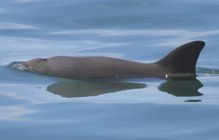 A vaquita swims at the the water's surface.