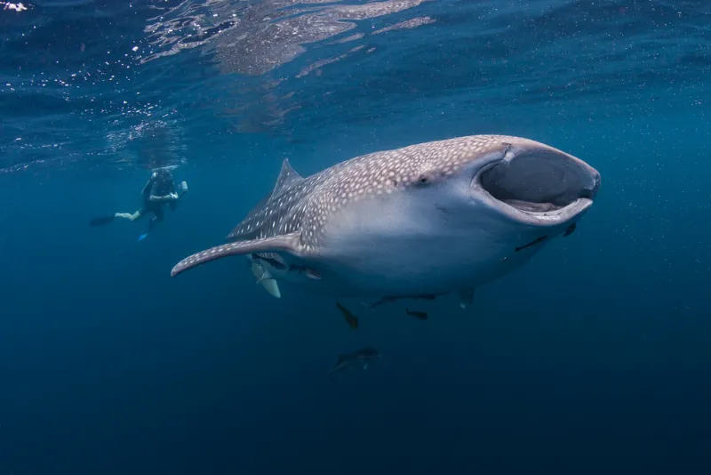 A whale shark swimming in the water.
