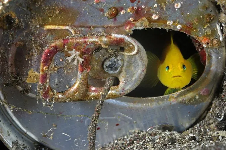A tiny yellow goby living inside an abandoned can on the seafloor; Suruga Bay, Japan