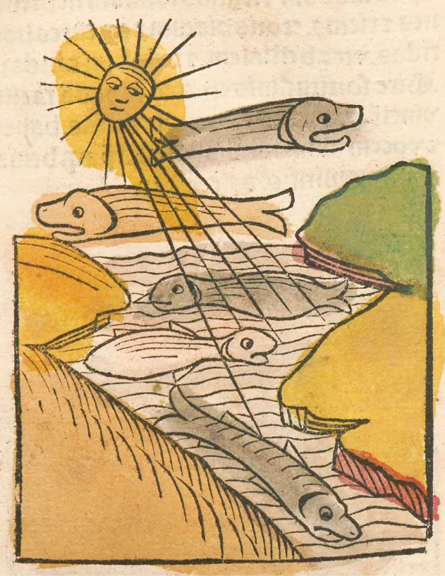 several drawn fish under a sun