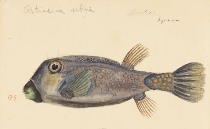 a purple pufferfish illustration