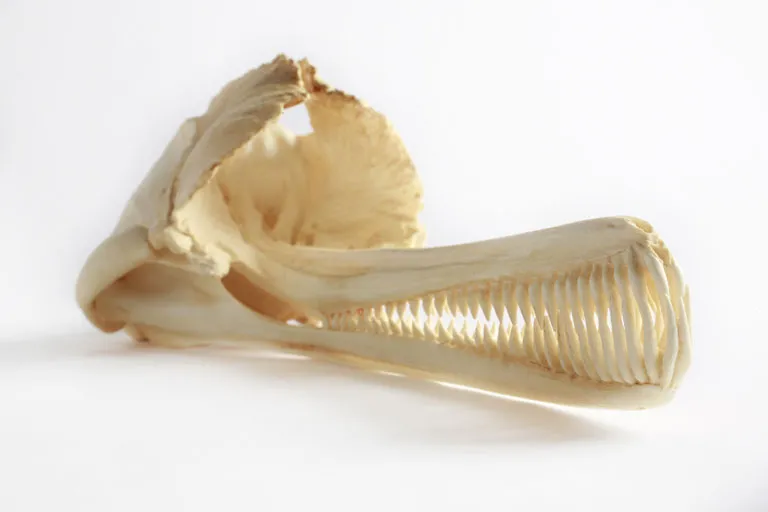 a dolphin skull on a white background