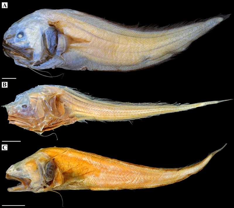 three fish specimens side by side
