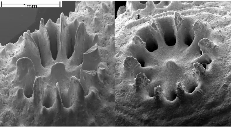 a SEM image of corallites