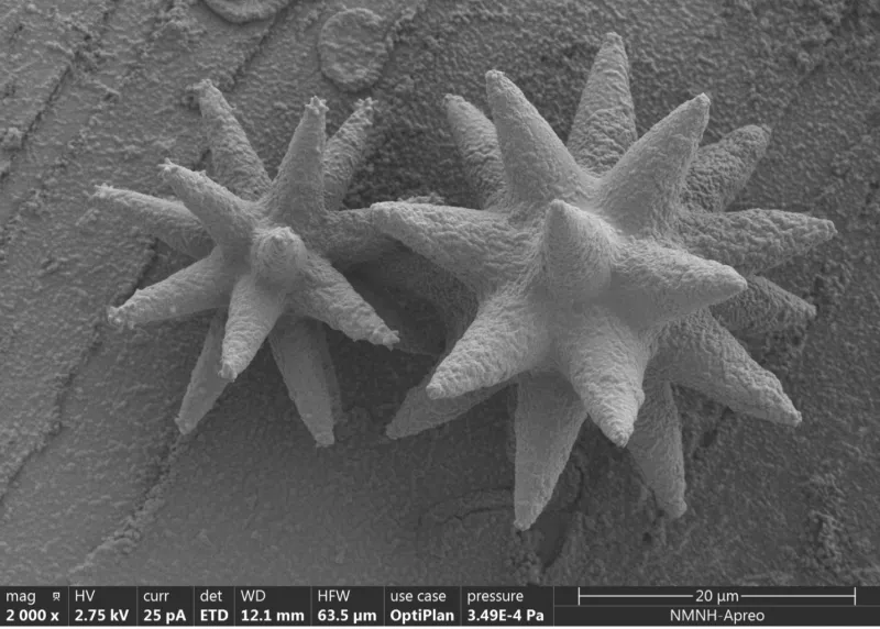 A closeup of a sponge spicule