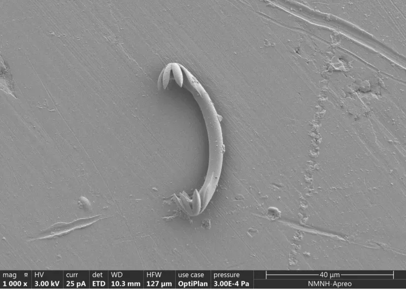 a sponge spicule under a microscope