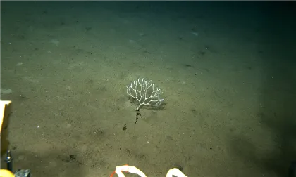 a deep sea sponge in the deep sea