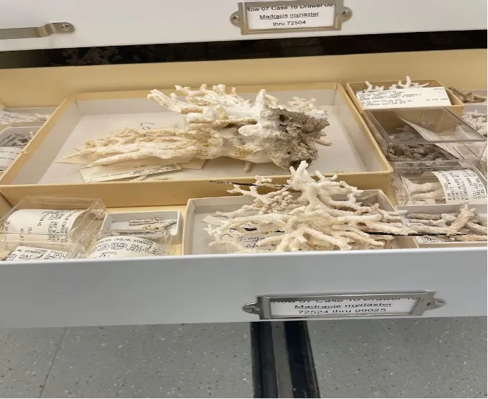 a drawer filled with coral specimens