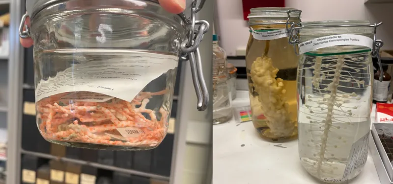 jars of specimens in a musuem