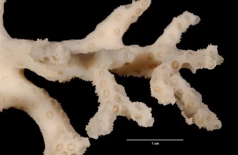 a coral skeleton