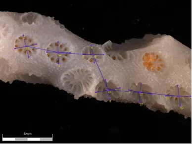 A coral skeleton with polyps showing