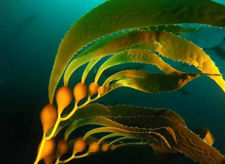 Kelps are large, brown algae that grow along coasts around the world, especially in cooler regions.