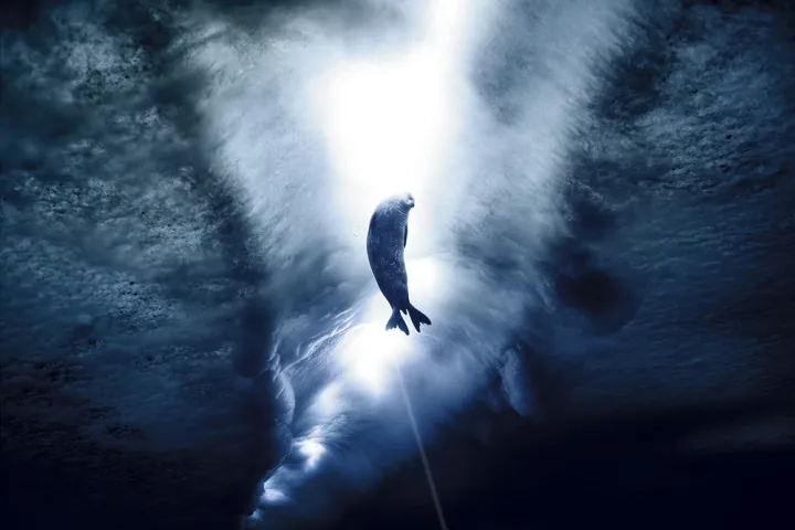 Weddell seals grind their teeth on holes in the ice to keep them open to their comings and goings between ocean and air.