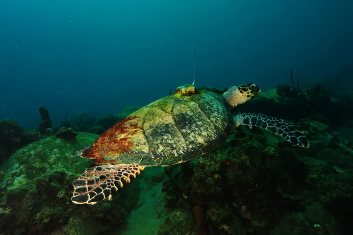A hawksbill sea turtle with a transmitter on its back. 