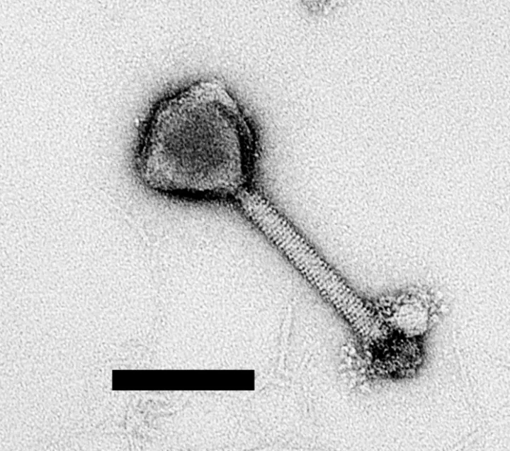 a closeup of a phage virus
