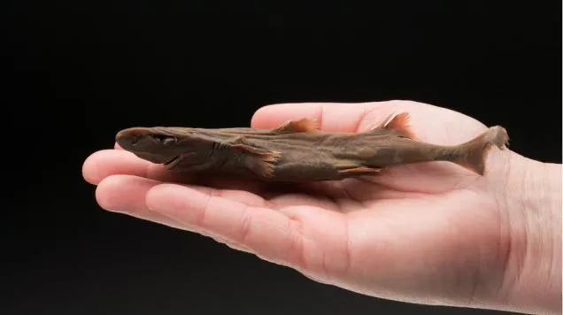 The dwarf lantern shark sits in a human hand. 