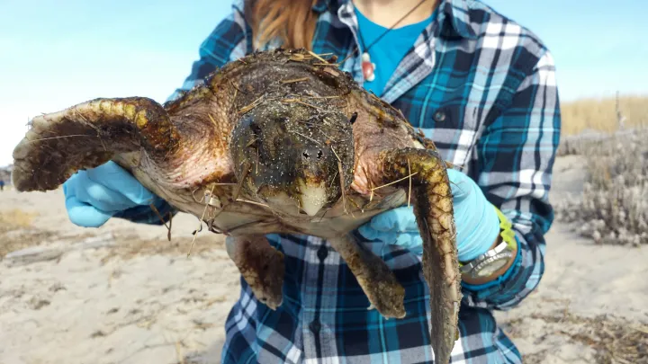 a cold-stunned sea turtle is rescued