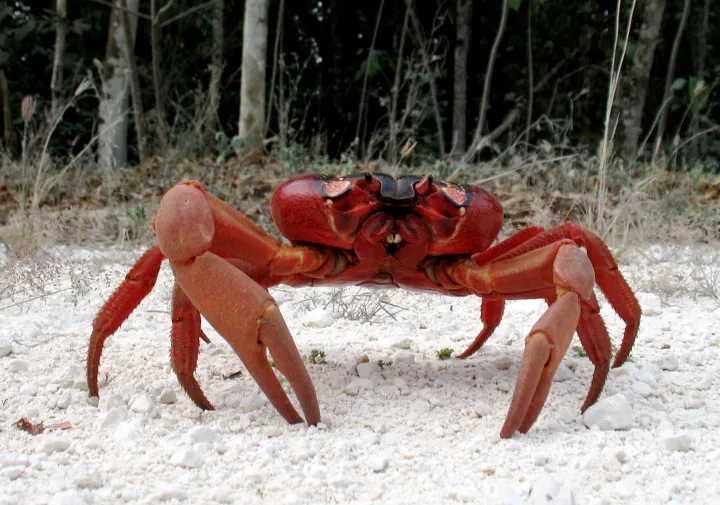Around 44 million red crabs (Gecarcoidea natalis) are endemic to Christmas&nbsp;Island located in the Indian Ocean.