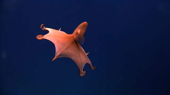 a red octopus spreads its arms in the open sea