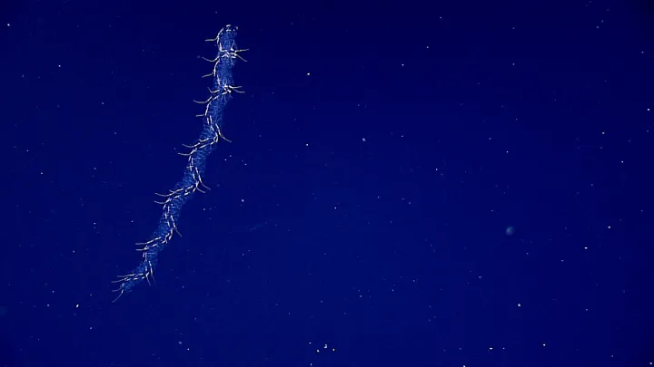 a glowing deep sea creature