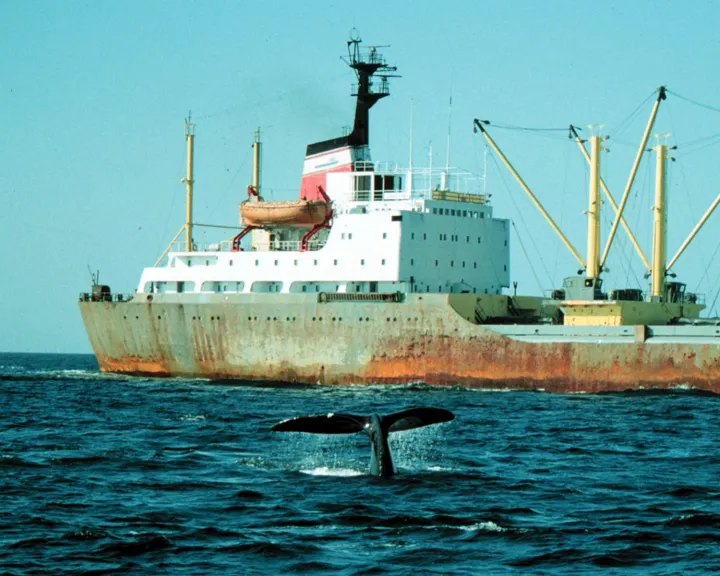 North Atlantic right whales and ocean-going vessels often cross paths.